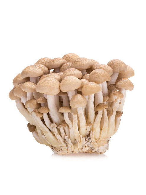 SHIMEJI MUSHROOM PUNNET