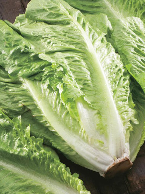 COS LETTUCE