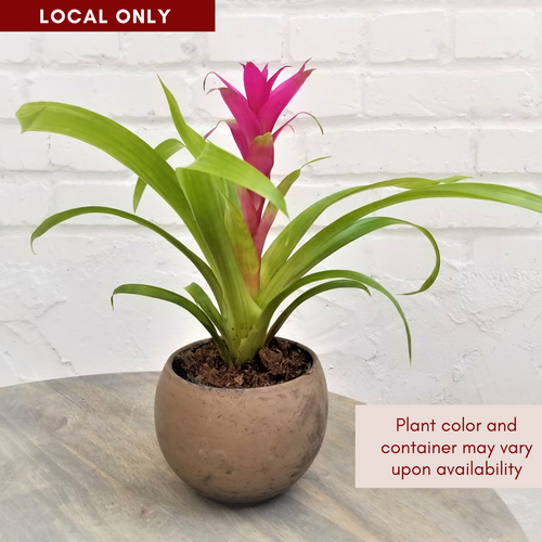 Mini Bromeliad