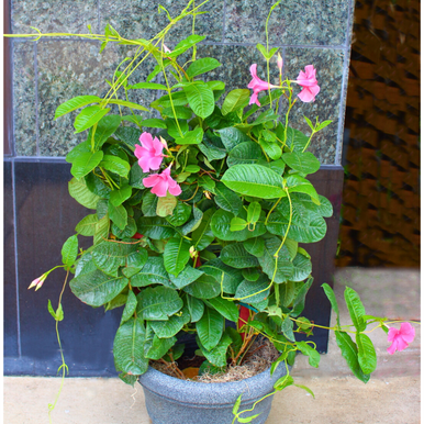 Mandevilla Plant