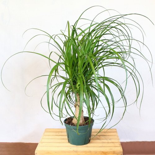 Ponytail Palm Plant