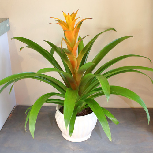 Bromeliad Plant