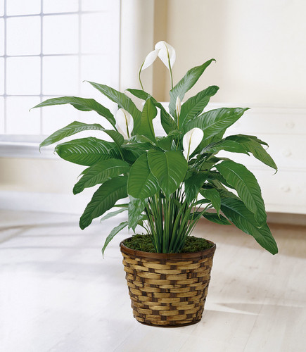 Peace Lily Floor Plant