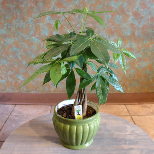 Money Plant (Pachira) in a ceramic