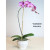 Elegant Orchid Plant - Purples & Pinks