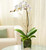 Classic Phalaenopsis Orchid