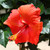 Hibiscus plant