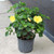 Hibiscus plant