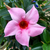 Mandevilla Plant
