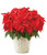Red Poinsettia Plant