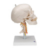 Human Skull with Cervical Spine, 4 part | 3B Scientific A20/1