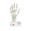 Hand Skeleton Model with Ligaments and Carpal Tunnel, 3-part