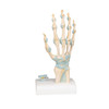 Hand Skeleton Model with Ligaments and Carpal Tunnel, 3-part
