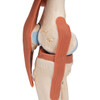 Deluxe Functional Knee Joint | 3B Scientific A82/1