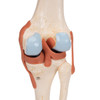 Deluxe Functional Knee Joint | 3B Scientific A82/1
