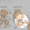 Anatomy and Injuries of the Hip - detail
