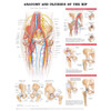 Anatomy and Injuries of the Hip