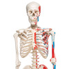 Artificial Skeleton Model with Painted Muscle Origins and Inserts | 3B Scientific A11