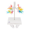 CT Bronchial Tree with Larynx | 3B Scientific G23