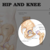 Hip & Knee - highlight