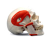 TMJ Human Skull Model