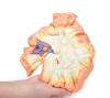 Bowel - Portion of Jejenum - 3D Printed Cadaver