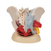 Human Female Pelvis Skeleton Model with Ligaments, Vessels, Nerves, Pelvic Floor Muscles & Organs, 6 part | 3B Scientific H20/4