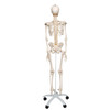 Standard Skeleton with Flexible Spine | 3B Scientific A15