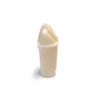 Preprepared Tooth - 1.3 D Class IV - UR34