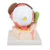 Eye Model with Lachrymal System | 3B Scientific F12