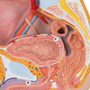 Male Pelvis | 3B Scientific H11