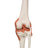Super Skeleton with Muscle and Ligaments and Hanging Stand - Functional knee