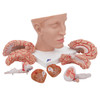 Deluxe Brain with Arteries on base of Head, 10 parts | 3B Scientific C25
