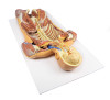 Posterior Body Wall / Ventral Deep Dissection - 3D Printed Cadaver