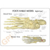 Foot and Ankle Skeleton