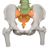 Didactic Flexible Spine with Femur Heads - pelvis