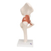 Functional Hip Joint