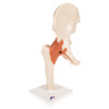 Deluxe Functional Hip Joint | 3B Scientific A81/1