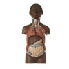 Small Torso of Young Man with Head Somso As 20/5B