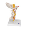 Cervical Spinal Column