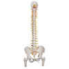 Deluxe Flexible Spine with Femur Heads