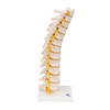 Thoracic Spinal Column