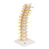 Thoracic Spinal Column