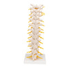 Thoracic Spinal Column