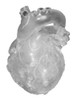 Translucent Heart model, professional