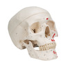 Classic Human Skull Model, painted, 3-part | 3B Scientific A23