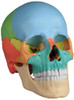 Erler Zimmer 22 Part Disarticulated Skull, Didactic color, 4708