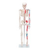 Mini Skeleton with muscles painted - 33in | 85cm