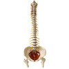 Flexible Spine with Pelvic Floor Muscles