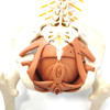 Flexible Spine with Pelvic Floor Muscles